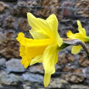 Tamara Daffodil (Narcissus Tamara) Img 4